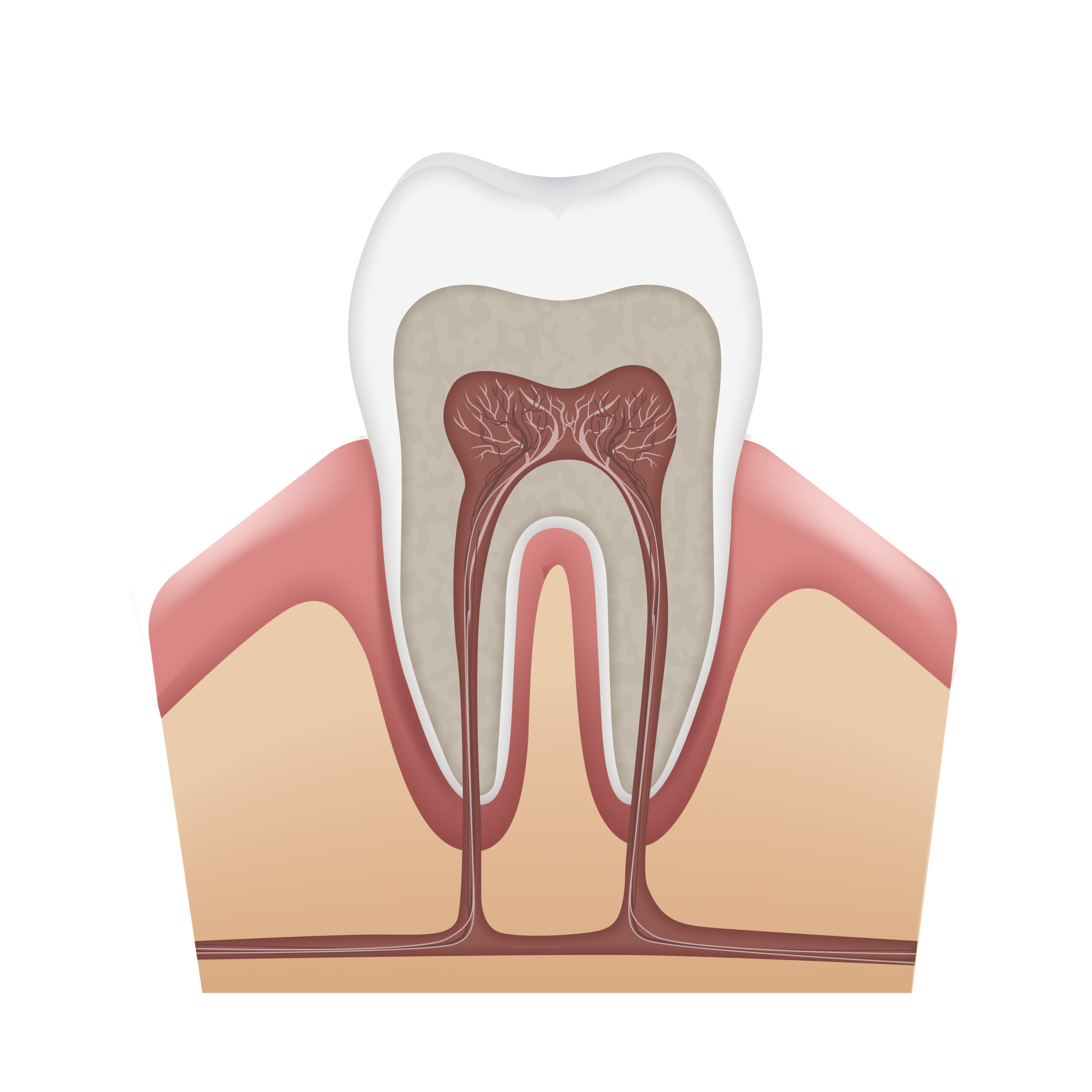Vector human tooth anatomy enamel, dentin, pulp, gums, bone, cementum, root canals, nerves and blood vessels isolated on white background
